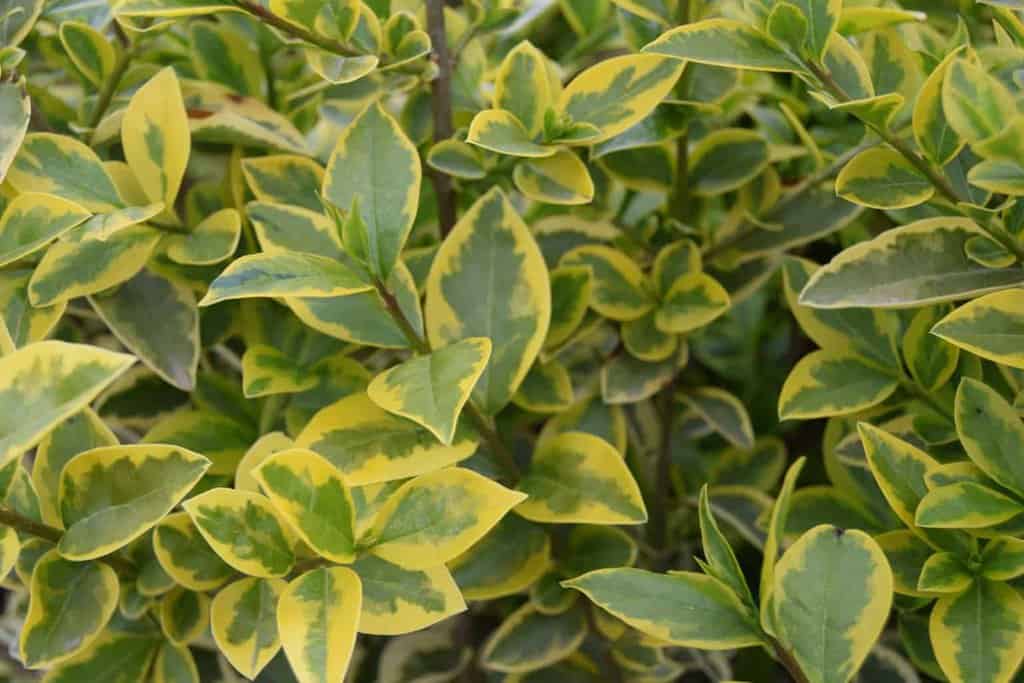 Ligustrum ovalifolium 'Aureum' 40-60 cm